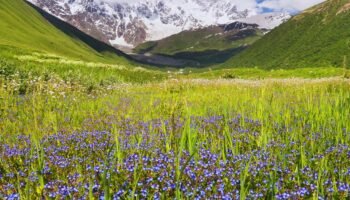 Valley of Flowers Trip Packages & Itinerary