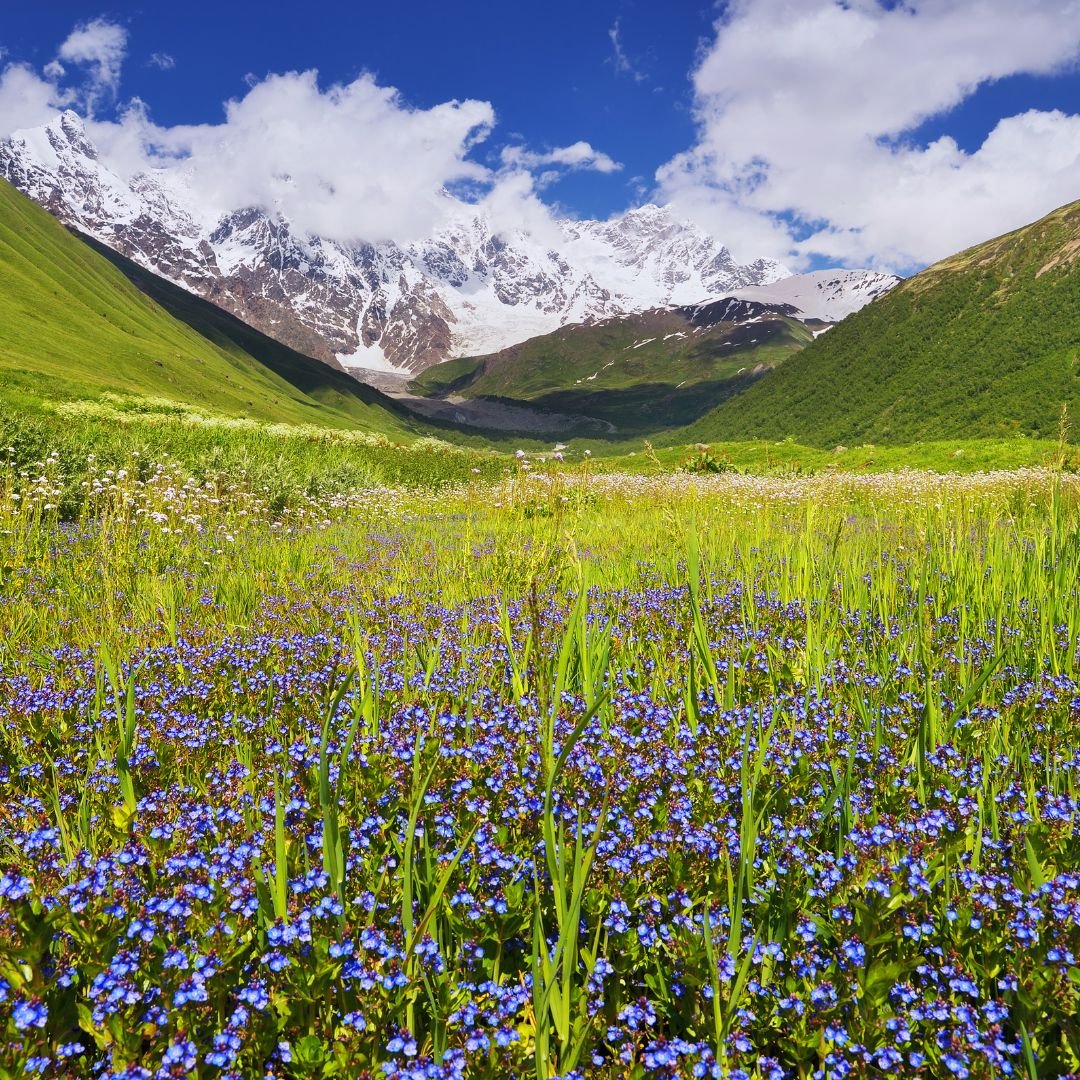 Valley of Flowers Trip Packages & Itinerary